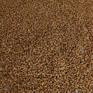 BIJI KLABET (KELABAT) ORGANIK