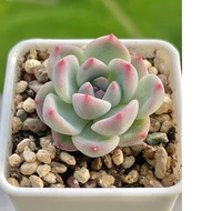 [SG Local Grown] Echeveria Succulent ~ 3 cm - Stable Roots & Vibrant