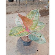 New!!! Promo Aglonema !!! Aglaonema Hughes