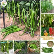 Long Chilli Seeds for Planting (50 seeds/pack, Suitable for Growing In Malaysia) Long Hot Pepper See