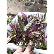 jewel orchid Nephelaphyllum