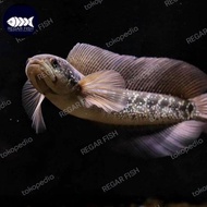 Terlaris ikan channa asiatica ws pure
