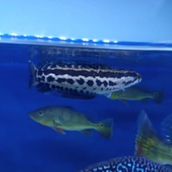 channa argus phyton