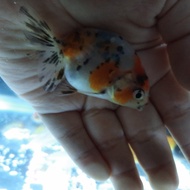 ikan koki baby ranchu sapi