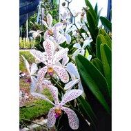 Ornamental Mokara Orchid Plant Water Omei - Fresh Gardening Indoor Plant Outdoor Plant
