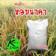 พันธุ์ข้าวเหนียวหอมนาคาบรรจุ10กิโลกรัม