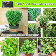 Singapore Ready Stock 200pcs Fresh Thai Sweet Basil Seeds for Sale Genovese Variety Culinary Herb Plants Seed Indoor Potted Bonsai Vegetable Seeds Ornamental Plants Outdoor Air Plant Real Live Plants for Sale Easy To Plant In Home &amp; Garden Fast Grow
