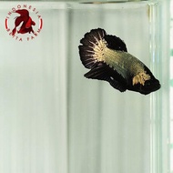 Ikan Hias Cupang Avatar Black Gold Top Grade. Jantan. Male - 02