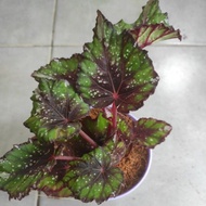 pokok hiasan begonia