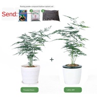 seed Artificial plant Green plants Home Decoration Buluh Asparagus (beli satu periuk dan dapatkan sebiji percuma), tetap