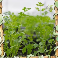 Efficient germination Cilantro Coriander Seeds