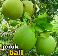 bibit jeruk bali madu // bibit jeruk pamelo madu