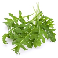 Arugula roquette wild rocket salad vegetable greens seeds