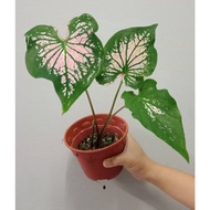 Caladium Thai Beauty