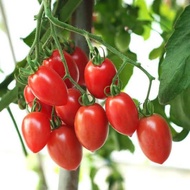 12 Tropical Ruby Cherry Tomato Seeds, Superior Quality Tropical Ruby Cherry Tomato Seeds, Tropical R