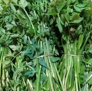 TESPONG/lalapan tespong/lalapan seladren 500gr