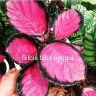 Bibit Bunga Aglonema Calatea Aglonema Crimson