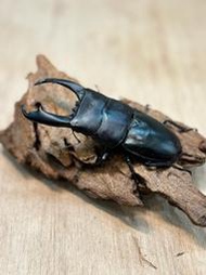 奇力貝舍-帝王扁鍬形蟲-Dorcus titanus imperialis