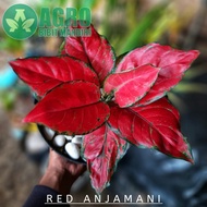 Bunga Aglonema Murah | Aglonema Red Anjamani | Bunga Anjamani Merah