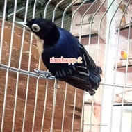 burung rambatan doraemon gacor dorr mewah