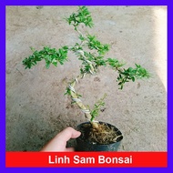 Cây Linh Sam Bonsai - cây đã được quấn kẽm và tạo dáng hoàn chỉnh