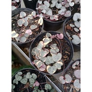 sukulen string of heart variegata duglyo 8825wd