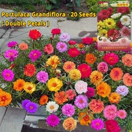 เมล็ดพันธุ์ ดอกแพรเซียงไฮ้ ดอกซ้อนคละสี บรรจุ 20 เมล็ด คละสี Portulaca Flower Seeds Moss Rose Seed เมล็ดดอกไม้ บอนสีราคาถูก เมล็ดบอนสี ต้นไม้มงคล บอนสี ดอกไม้ปลูกสวยๆ เมล็ดพันธุ์ดอกไม้ ไม้ประดับ พันธุ์ดอกไม้ ต้นบอนสี บอนไซ ดอกไม้ปลูก Seeds for planting