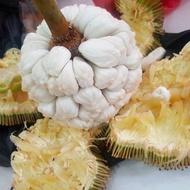 Pokok Buah Tarap(Pokok Terhad)