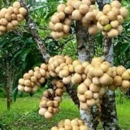 Anak Pokok Langsat Duku