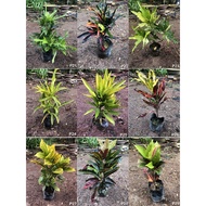 Codiaeum variegatum puding puling Croton 变叶木 LIVE PLANT OUTDOOR