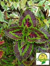 Mayana Coleus Palettblad Mother Plant (Super Rare Mayana) with FREE plastic pot, and garden soil (Outdoor Plant, Real Plant, Live Plant and Limited Stock) - Plants for Sale