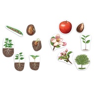 Giant Magnetic Plant Life Cycle - 12 Pieces, Science Exploration Activities for Kids, Homeschool and