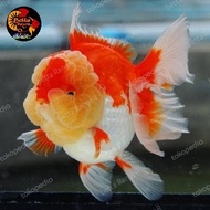 Ikan hias aquarium mas koki ORANDA RED WHITE