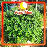 【ORIGINAL】Pokok Duit Syiling / Ficus Microcarpa Bonsai 正宗榕树/金钱树 (Tumbuhan ini Ditanam Oleh Agro Man 