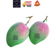 MANGGA MUDA SEGAR PELAM EPAL FRESH MANGO APPLE