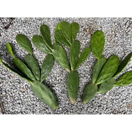 Cactus Opuntia cantik design / Bunny Ears Cactus