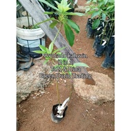 ANAK POKOK AVOCADO 2 in 1 : Seedless & Road Do, Siger & Kendil, Ta21 & Dina, Nz215 & Kelud