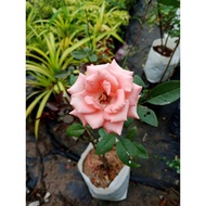 Anak Pokok Bunga Ros Hidup / Rose Siam / Rose Thailand