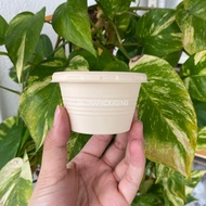 PLA Corn Starch 4oz Sauce Cup with Lid (100pcs)