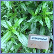 ✅ ❥ Serpentina Seeds (6Seeds/Pack)