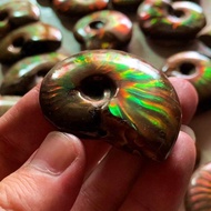 Bacai Snail Pendant Handle Piece Natural Marine Life Fossil Ammonite Jade Ice Transparent Colorful L