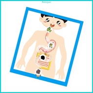 RPAN Interactive Digestive System Anatomy Model Digestive Organ Anatomy Poster Model