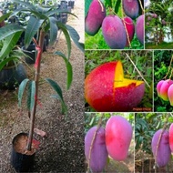 Mangga irwin / pokok mangga irwin / mangga erwin cepat berbuah / mangga purple