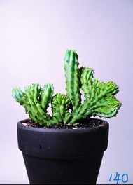 龍神木綴化/ 塊根植物 Caudex / 另售象牙宮、龜甲龍、索馬里葡萄甕、念珠橄欖/ 多肉植物