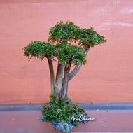 [terlaris] hiasan aquarium aquascape pohon bonsai mini model akar bonus moss [PRODUK TERBAIK] [TERPE