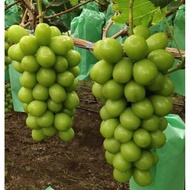 3 KERATAN / CUTTING ANGGUR SHINE MUSCAT GRAPE-GRAPE