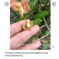 emerald plant,burung mesyuarat kuning( 9 keratan tak berakar)