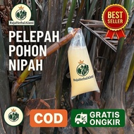 Pelepah Pohon Nipah / Pohon Daon 1Kg Siap Olah | COD & GRATIS ONGKIR