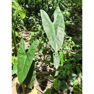 LIVE PLANT Keladi hutan (Alocasia longiloba)