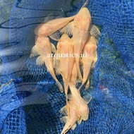 Gibbiceps Pleco Albino L083 terlaris